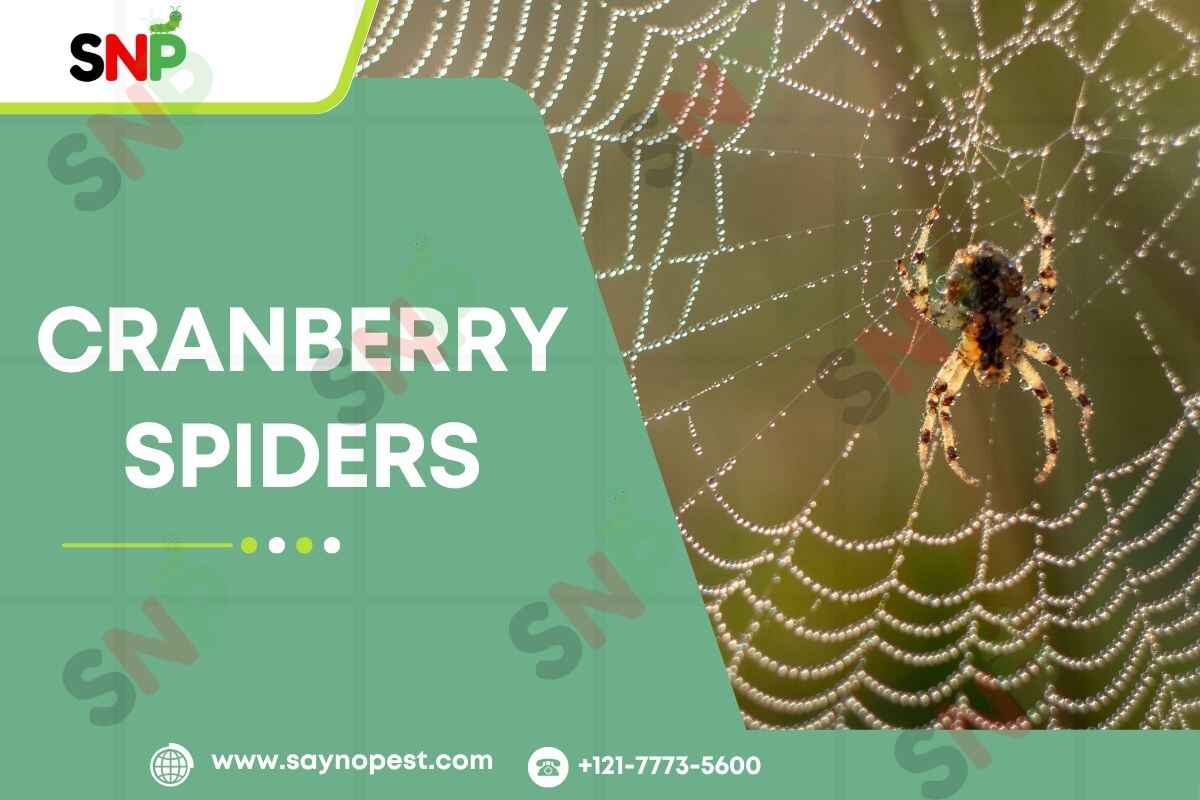 Cranberry Spiders: The Silent Guardians of America’s
