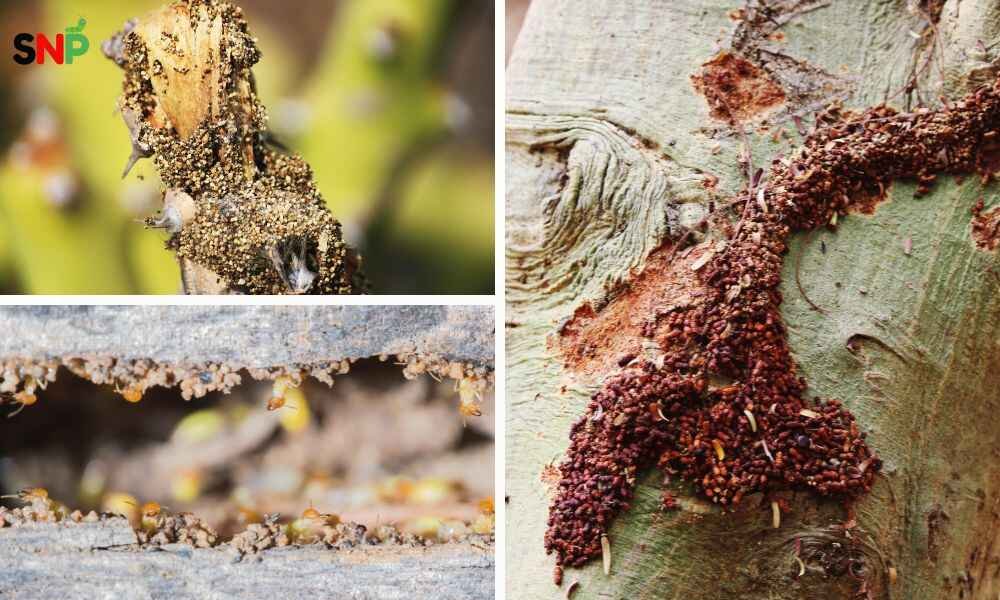 dampwood-termite-picture