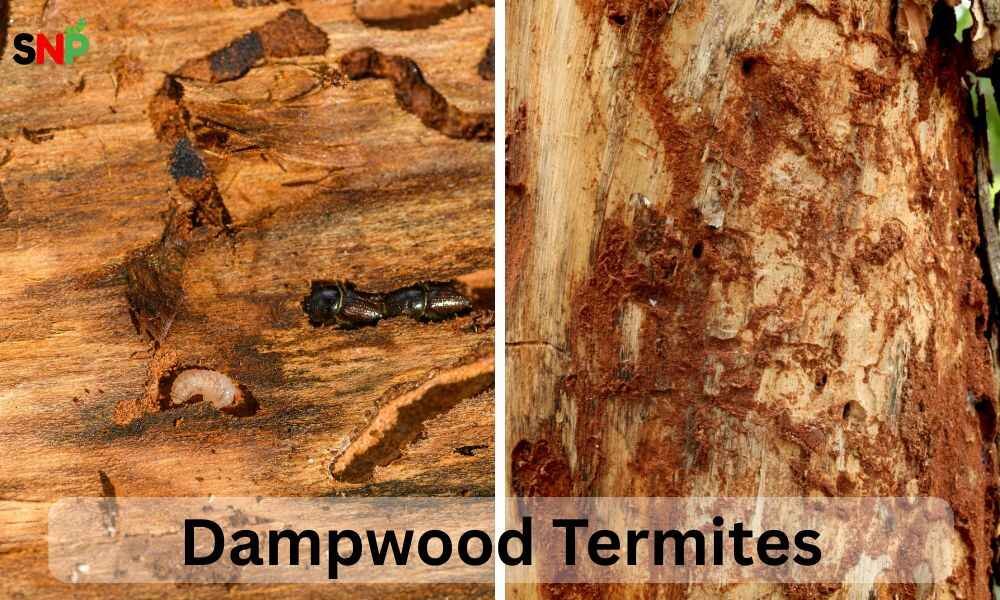 dampwood-termites