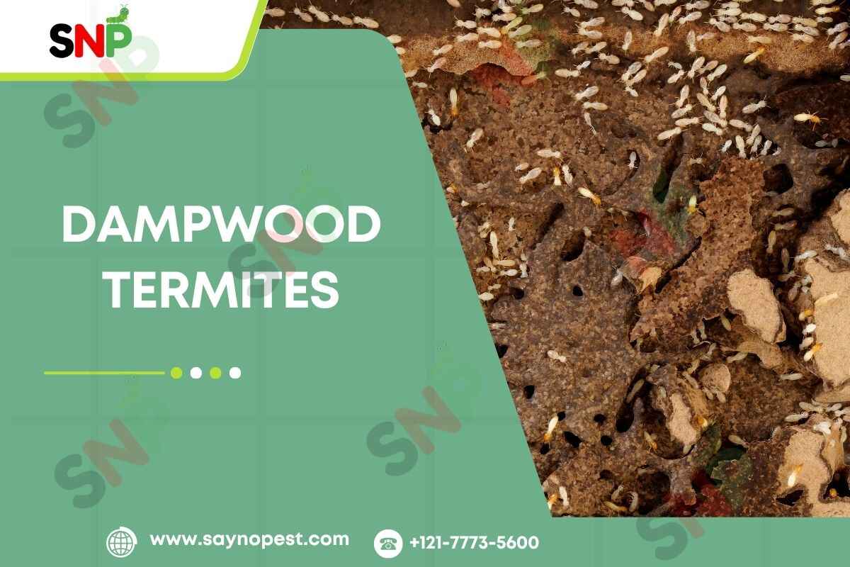 Dampwood Termites: A Hidden Threat to American Homes
