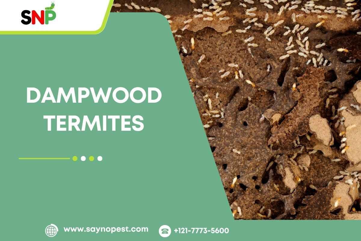 dampwood-termites