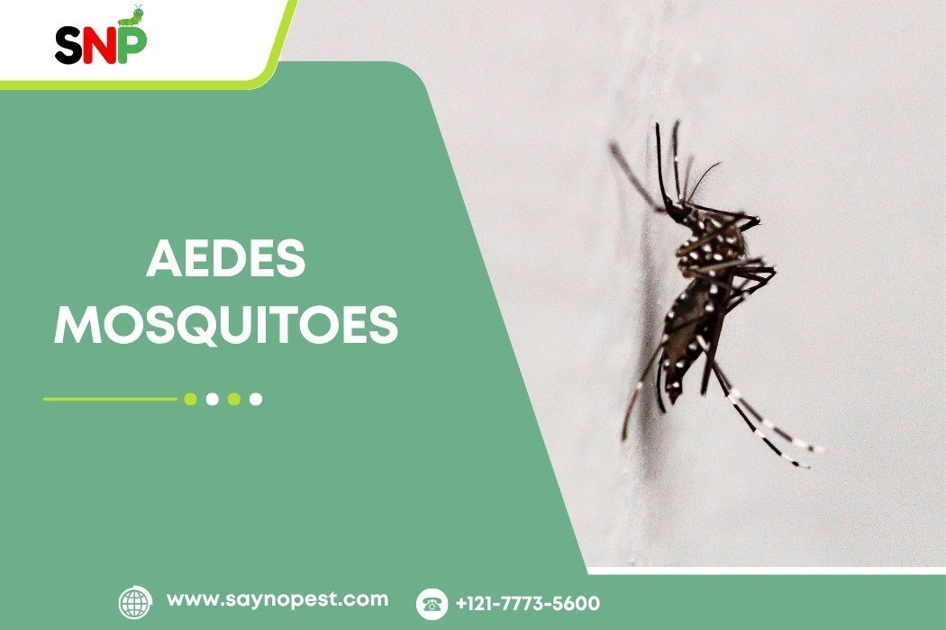 Aedes mosquitoes in the U.S.