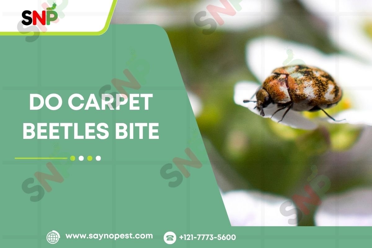 Do Carpet Beetles Bite? Separating Fact from Fiction