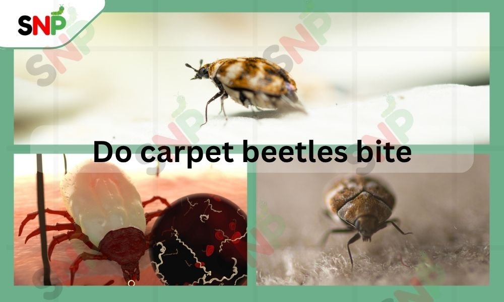 do-carpet-beetle-bite