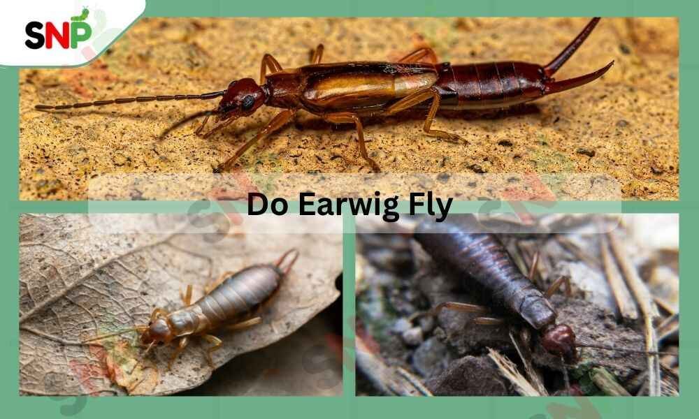 do-earwig-fly