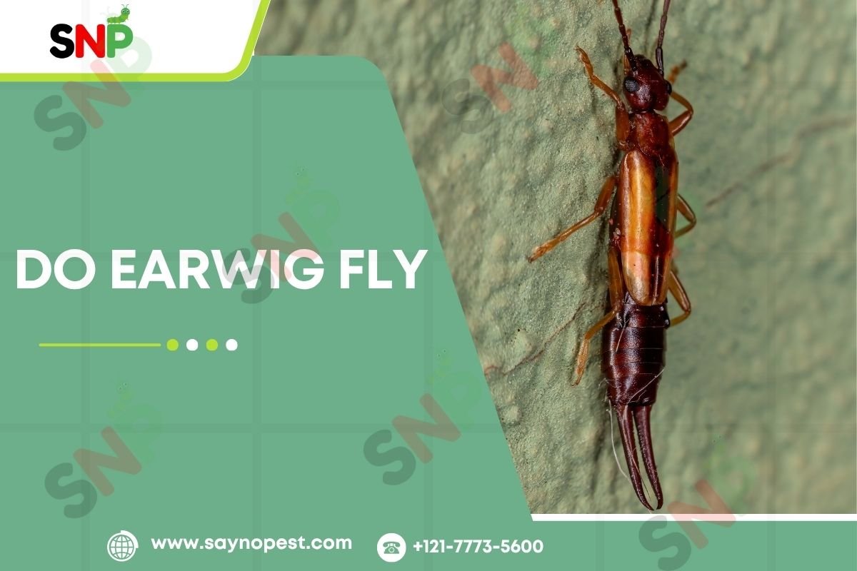 Do Earwig Fly? The Surprising Truth About Them
