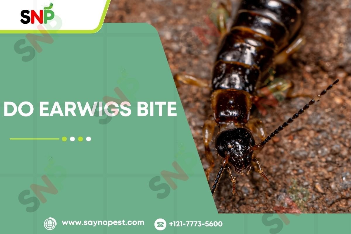 Do Earwigs Bite? The Complete Guide to Earwig Bites and Safety