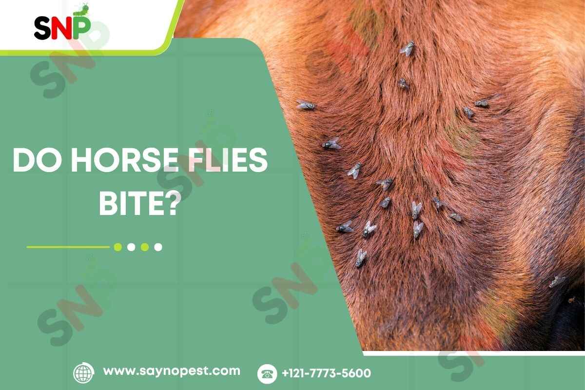 Horse Fly Bites: What You Need to Know