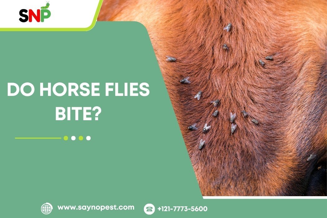 Horse Fly Bites: What You Need to Know