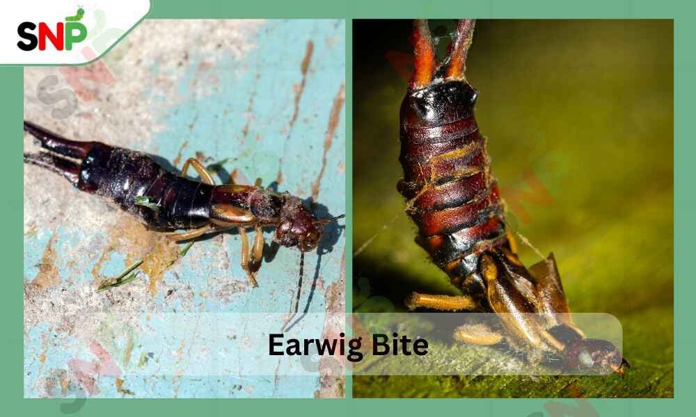 earwig-bite