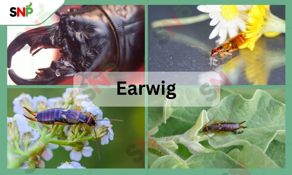 earwigs