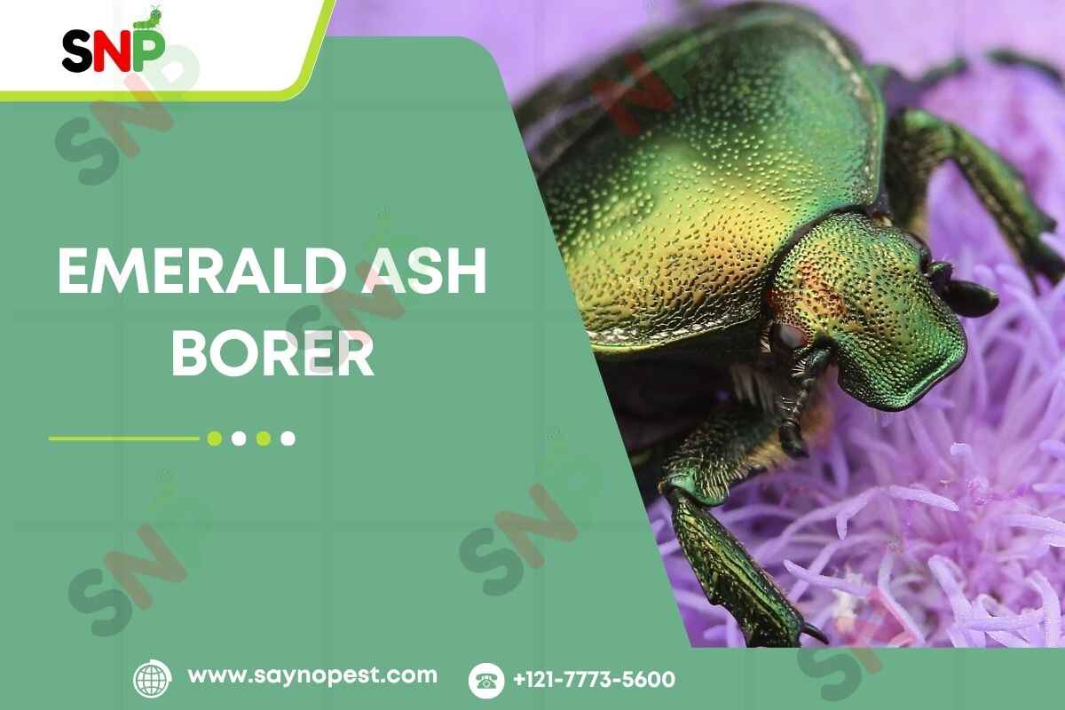 Emerald Ash Borer: A Growing Threat to America’s Ash Trees