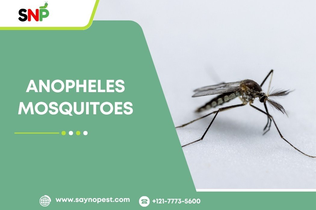 Anopheles Mosquitoes: Identification and Control