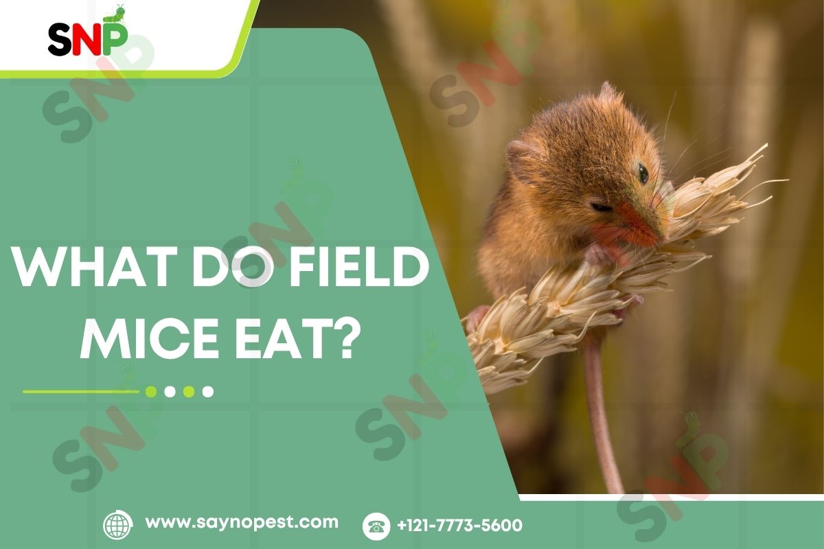 What Do Field Mice Eat & Why It Matters