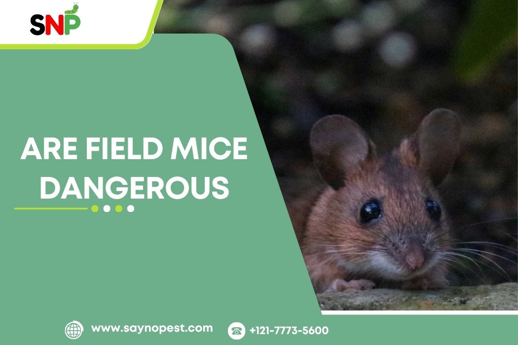 are-field-mice-dangerous