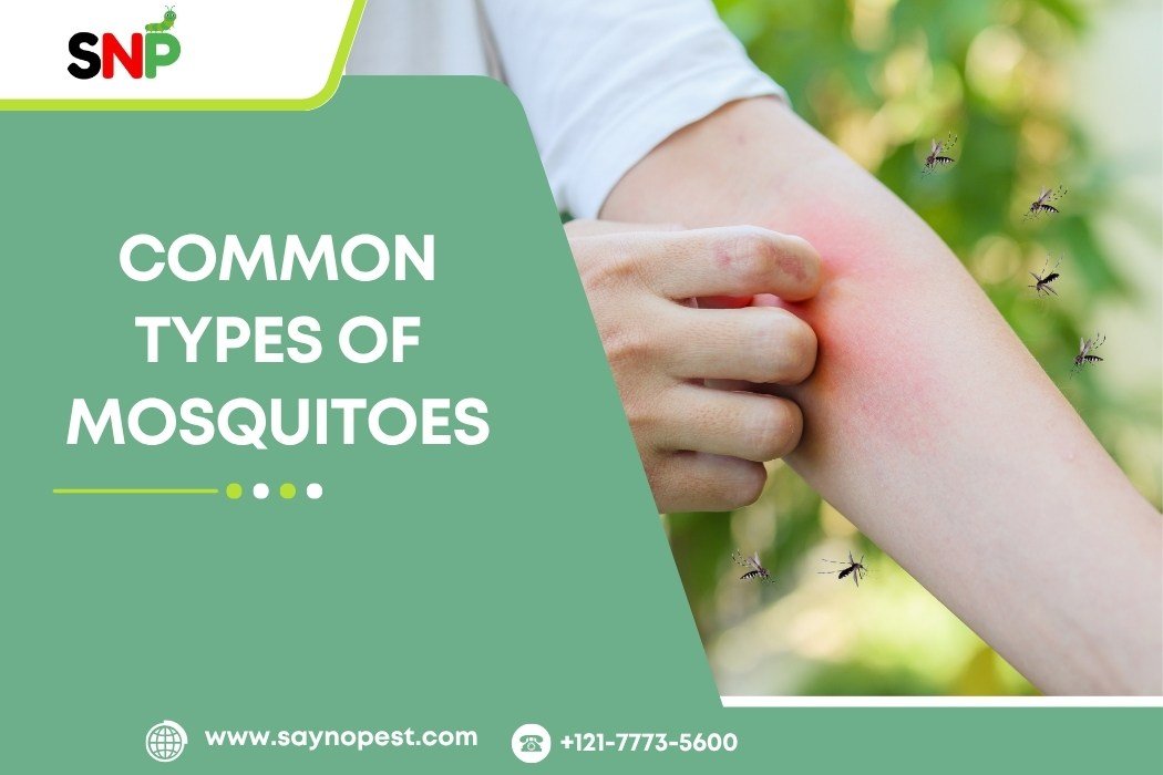 Types of Mosquitoes in the U.S: Know the Biters!