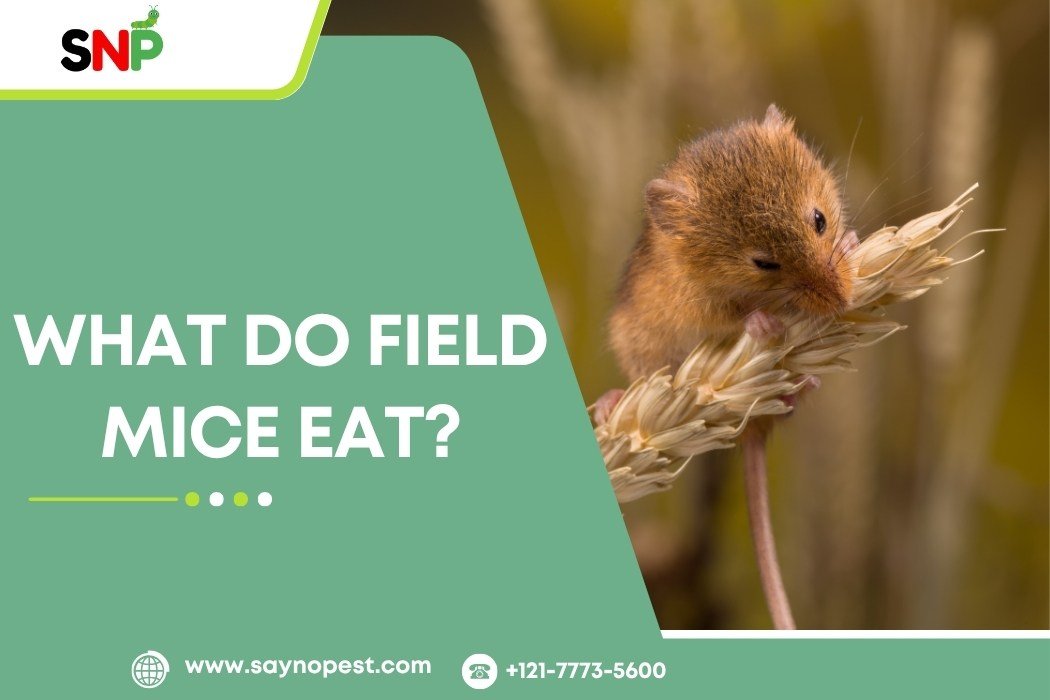 What Do Field Mice Eat & Why It Matters
