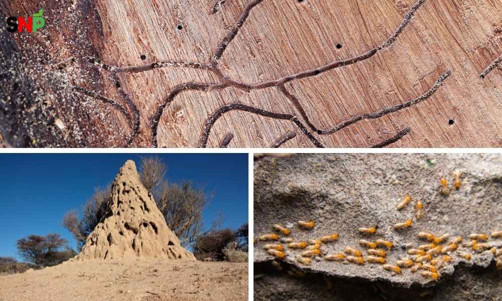 formosan-termites