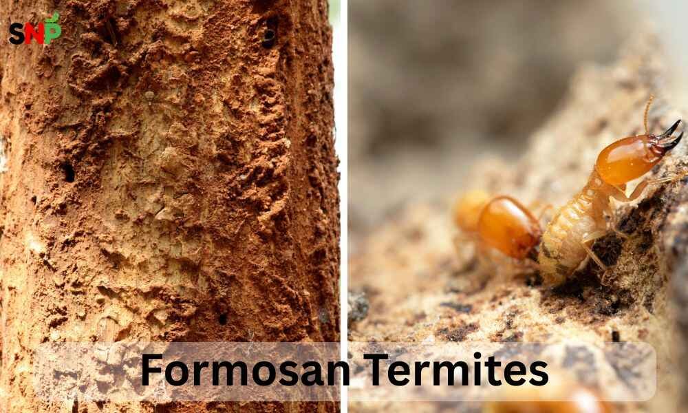 formosan-termites
