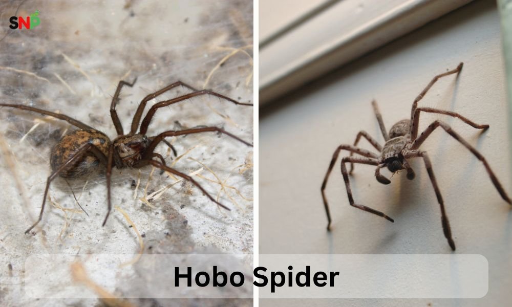 hobo-spider