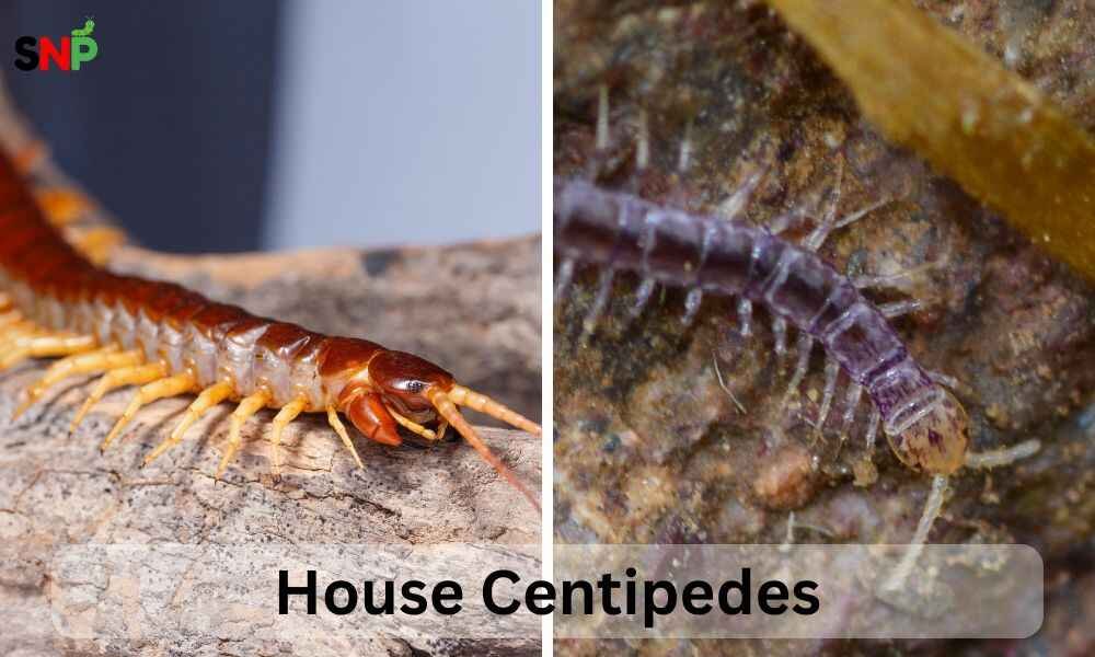 house-centipedes 