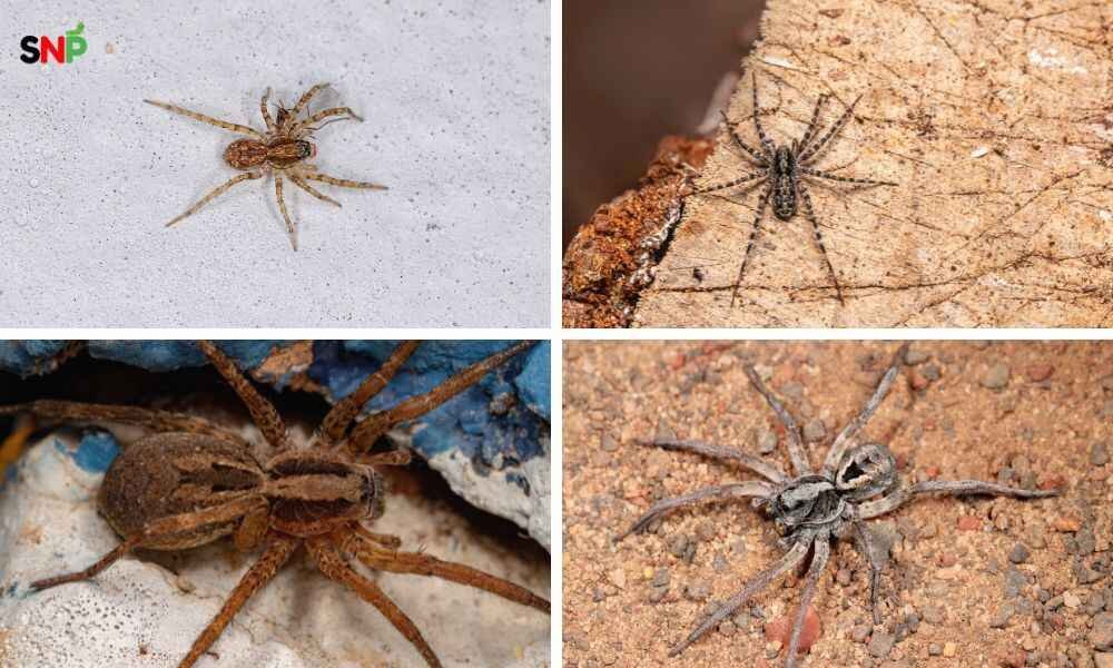 house-wolf-spider