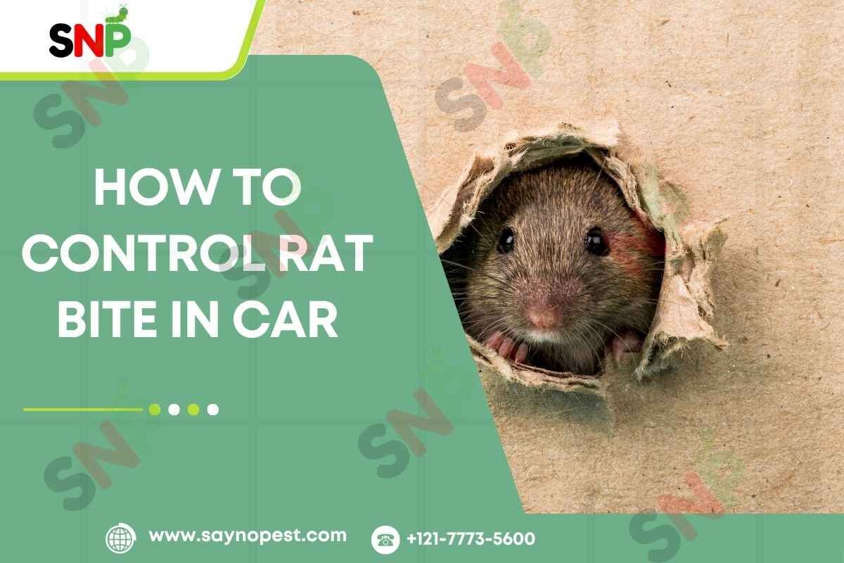 How to Control Rat Bite in Car