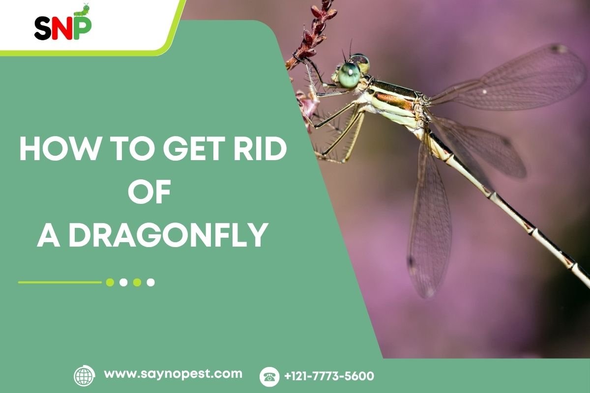 How to Get Rid of a Dragonfly: An Informative Guide