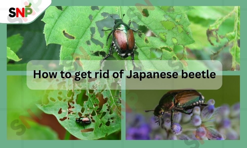 how-to-get-rid-of-japanese-beetle