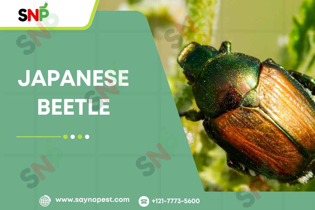 Japanese Beetle: A Complete Guide for American Homeowners