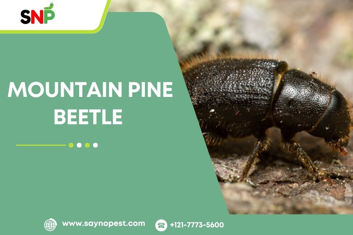 Mountain Pine Beetle: A Threat to America’s Forests