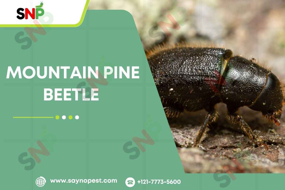 Mountain Pine Beetle: A Threat to America’s Forests