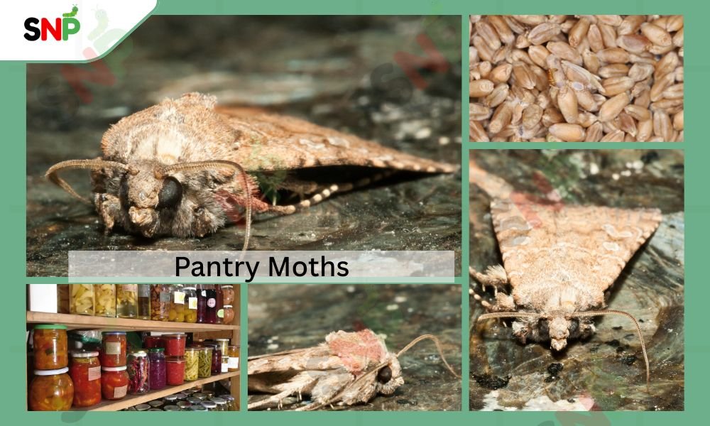 pantry-moths-life-cycle