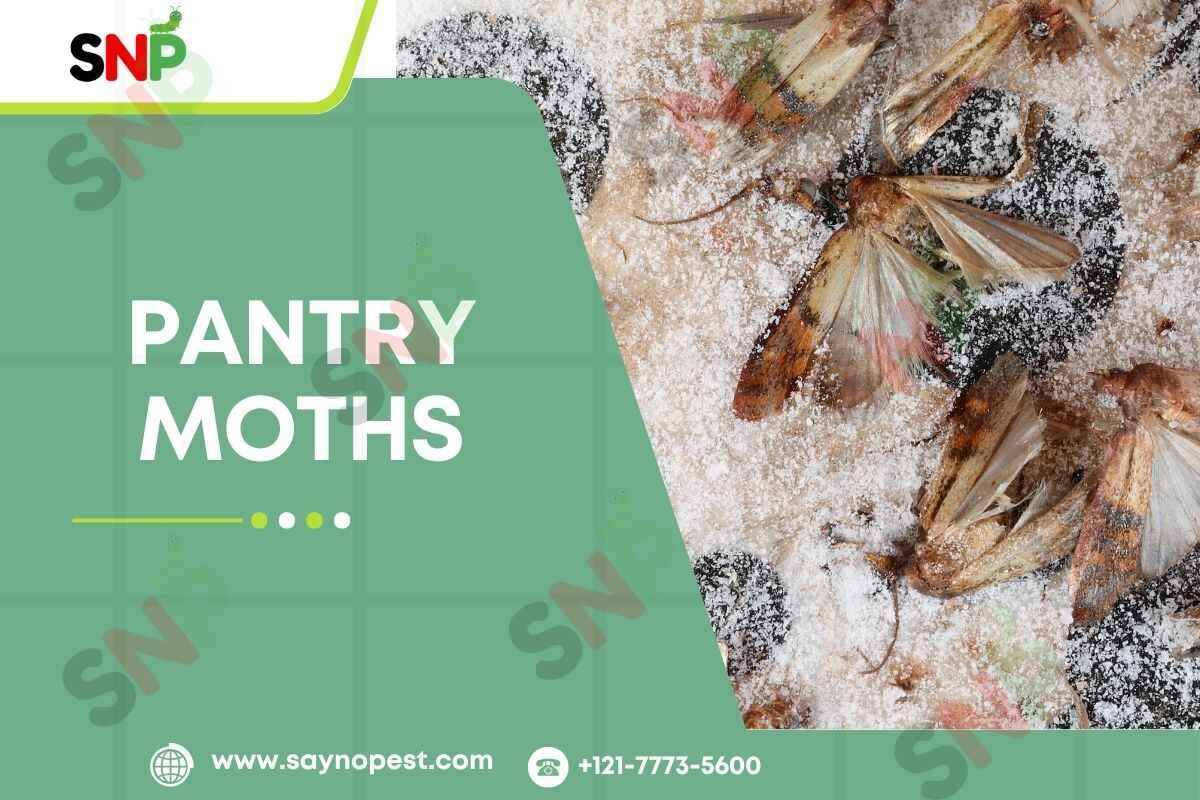 pantry-moths
