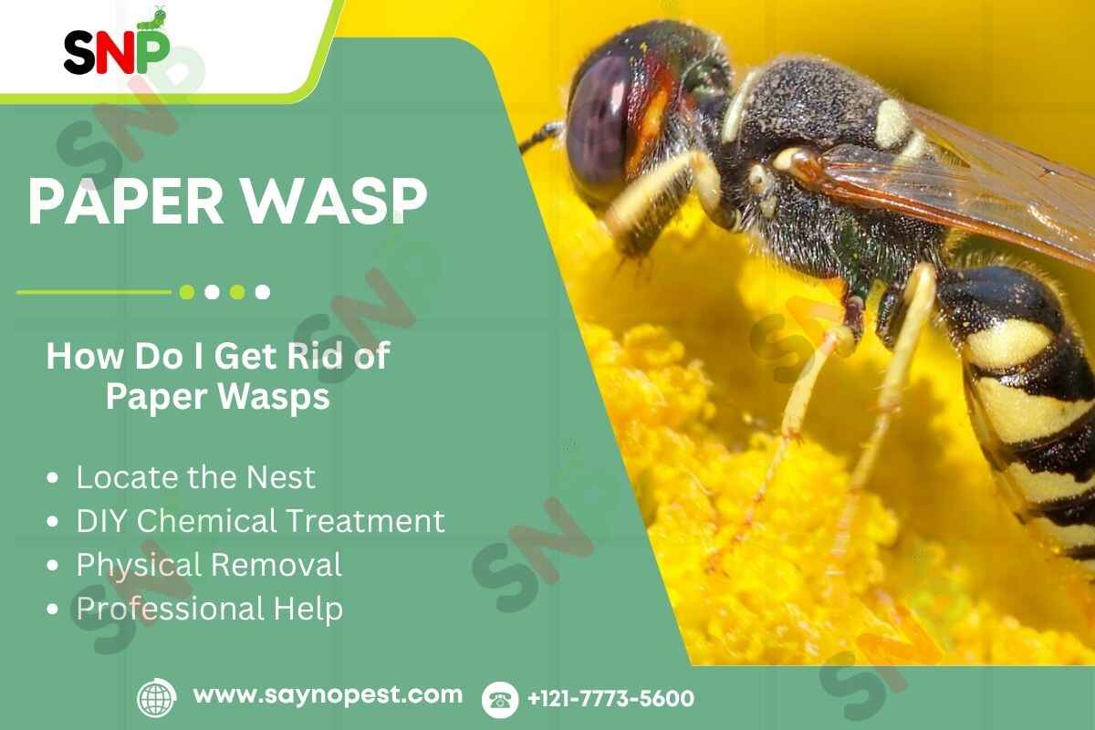 Paper Wasp: Everything You Need to Know