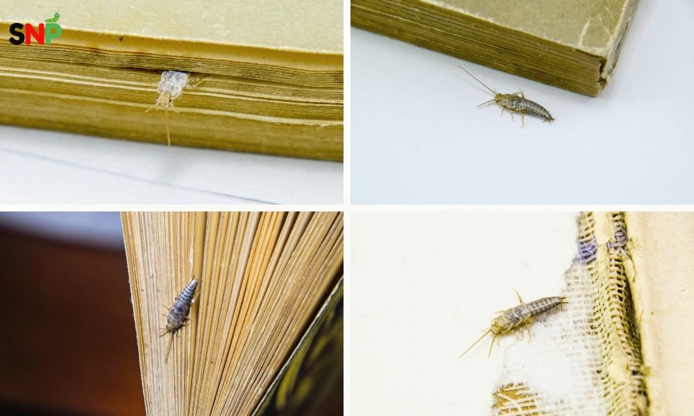 silverfish-infestation 