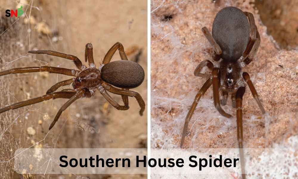 southern-house-spider