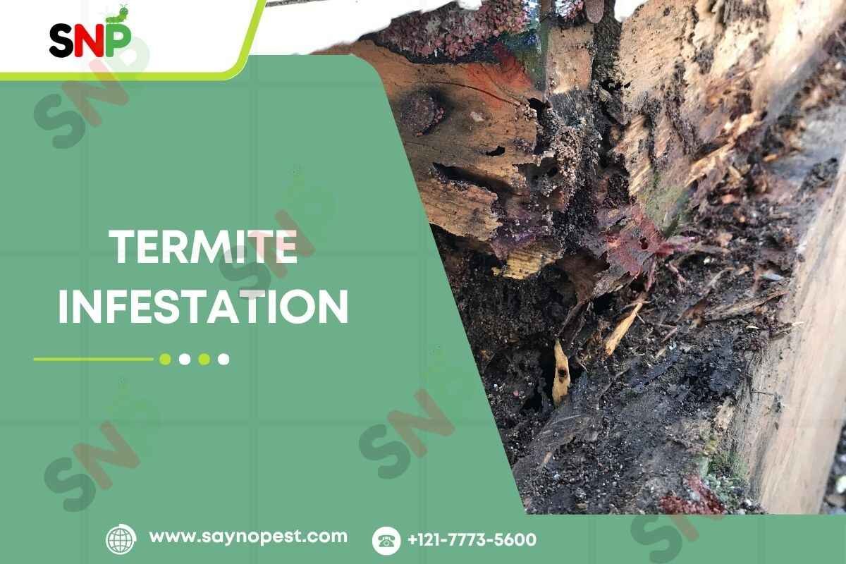 Termite Infestation: The Silent Destroyer