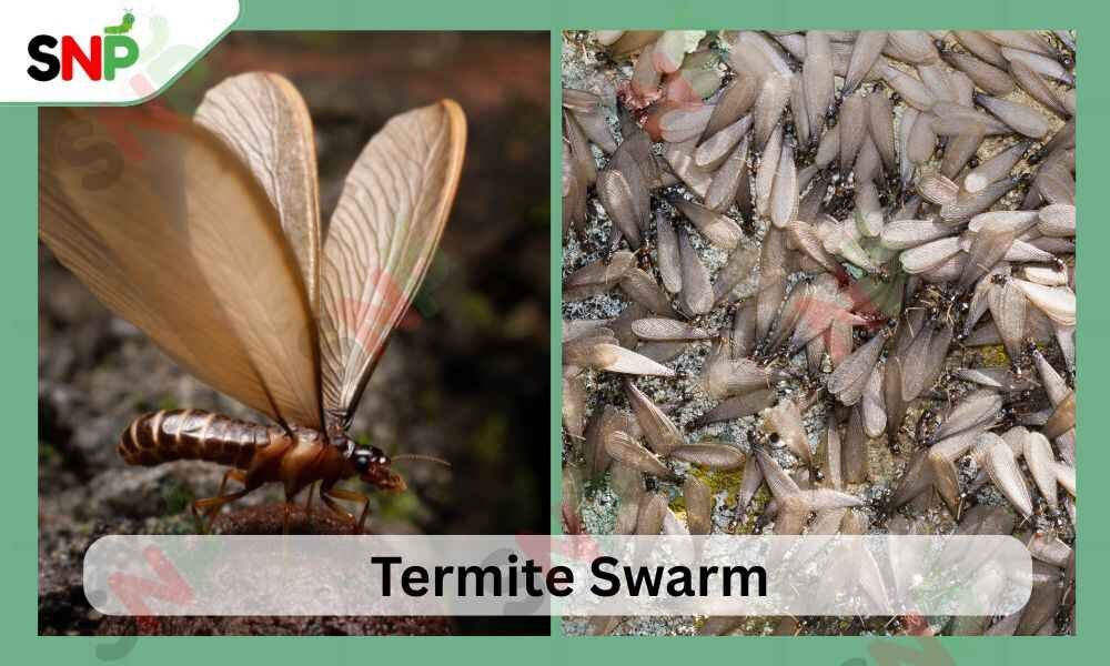 termite-swarm
