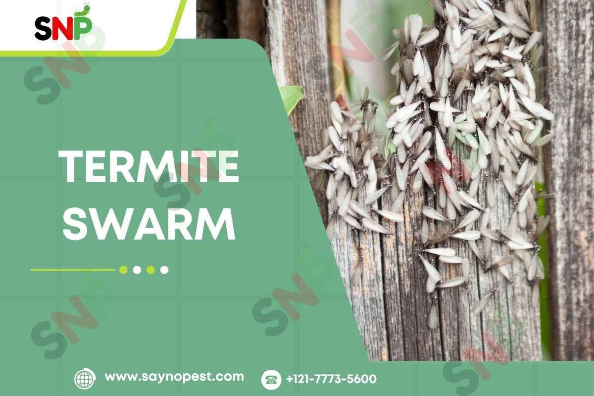 termite-swarm