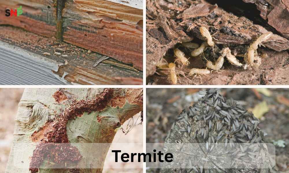 termite