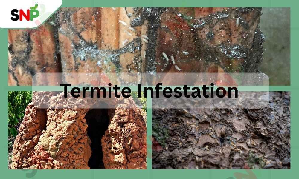 what-is-a-termite-infestation