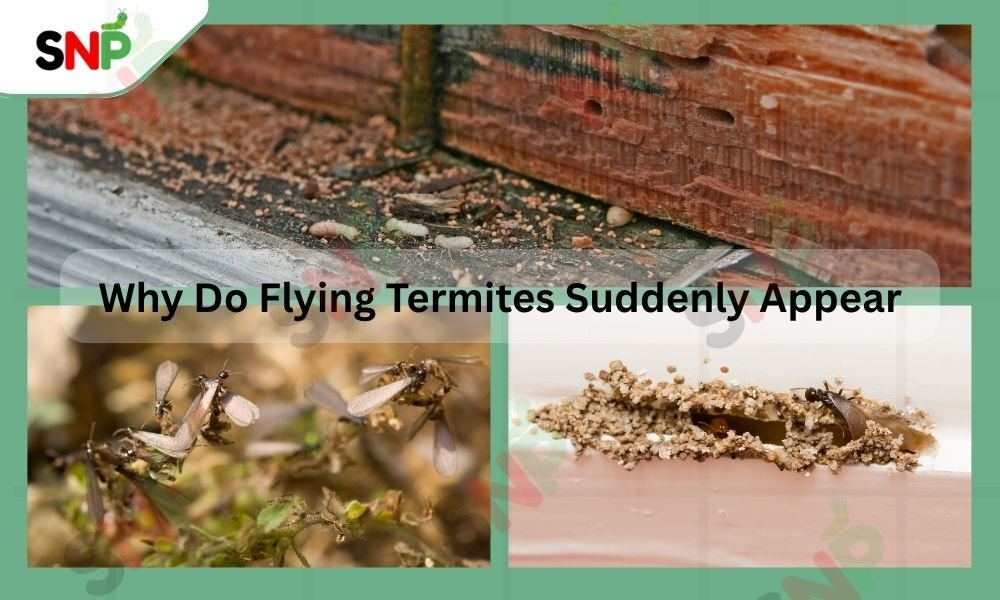 why do flying termite suddenly appears