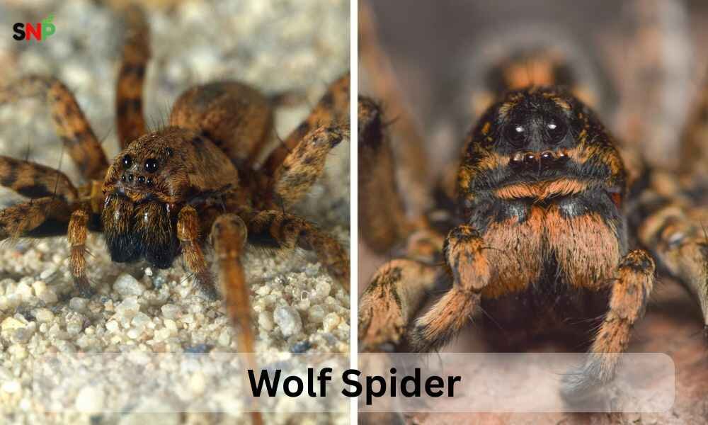 wolf-spiders