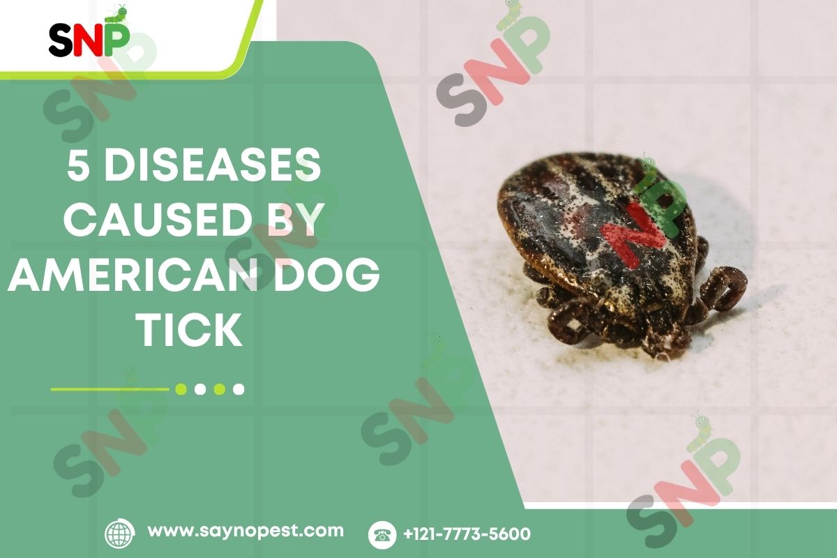 5 Diseases Caused by American Dog Tick: Something Every American Should Know
