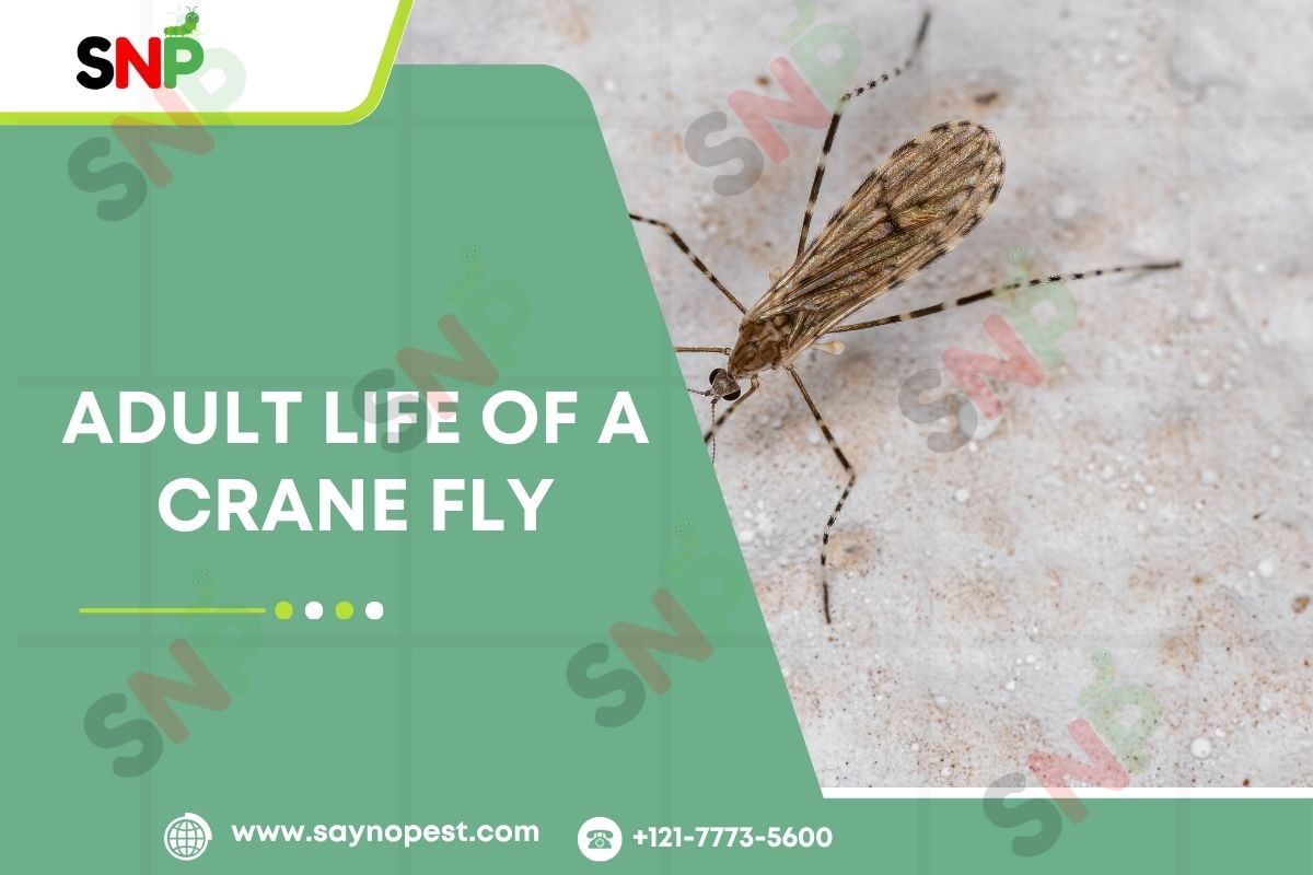 Introduction to Adult Life of a Crane Fly