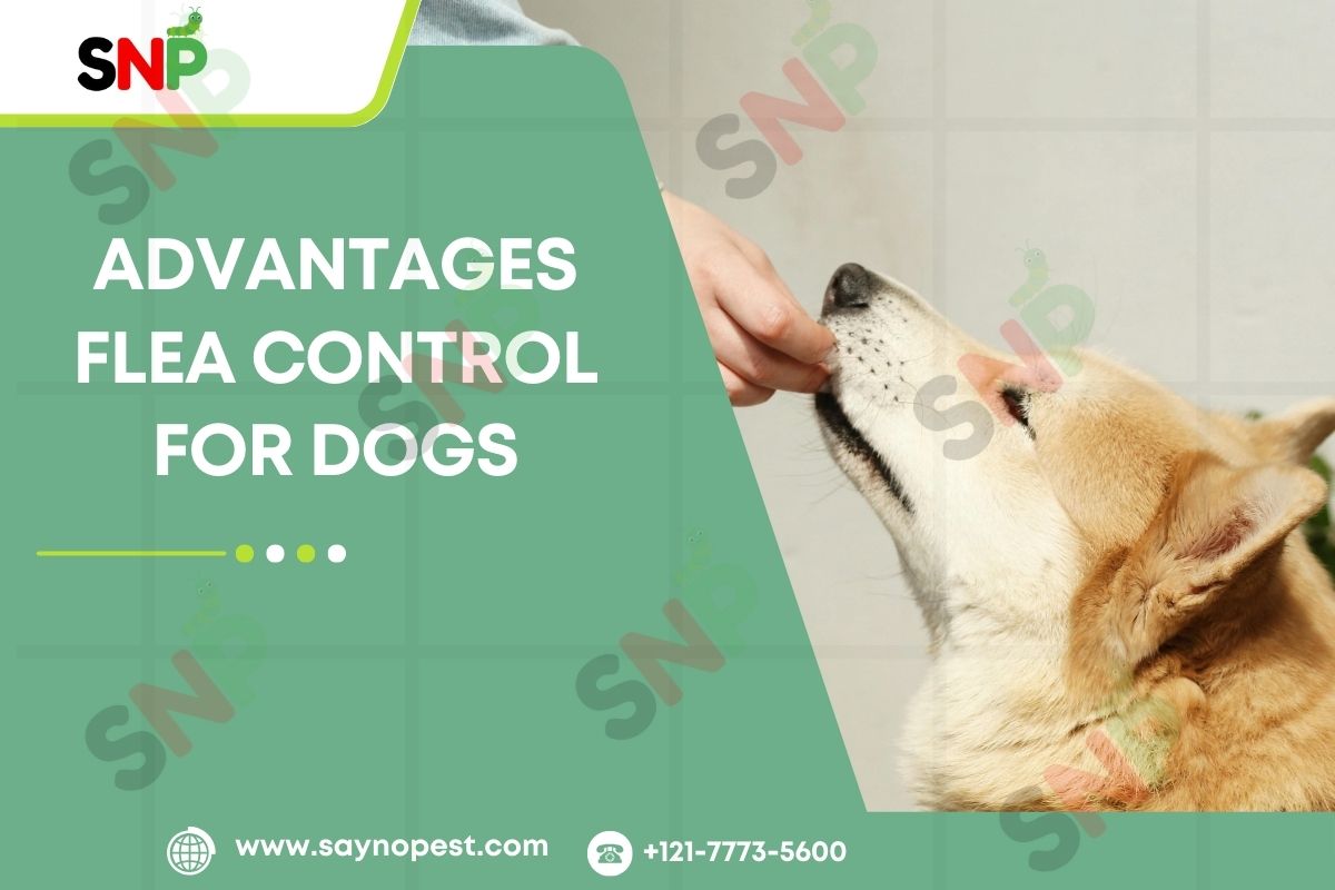 Advantages-Flea-Control-for-Dogs