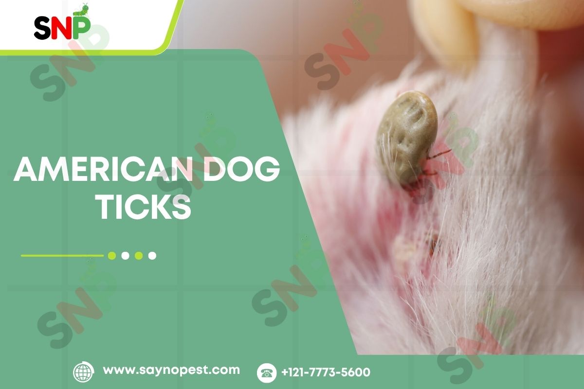 American Dog Tick: A Complete Guide for U.S. Homeowners