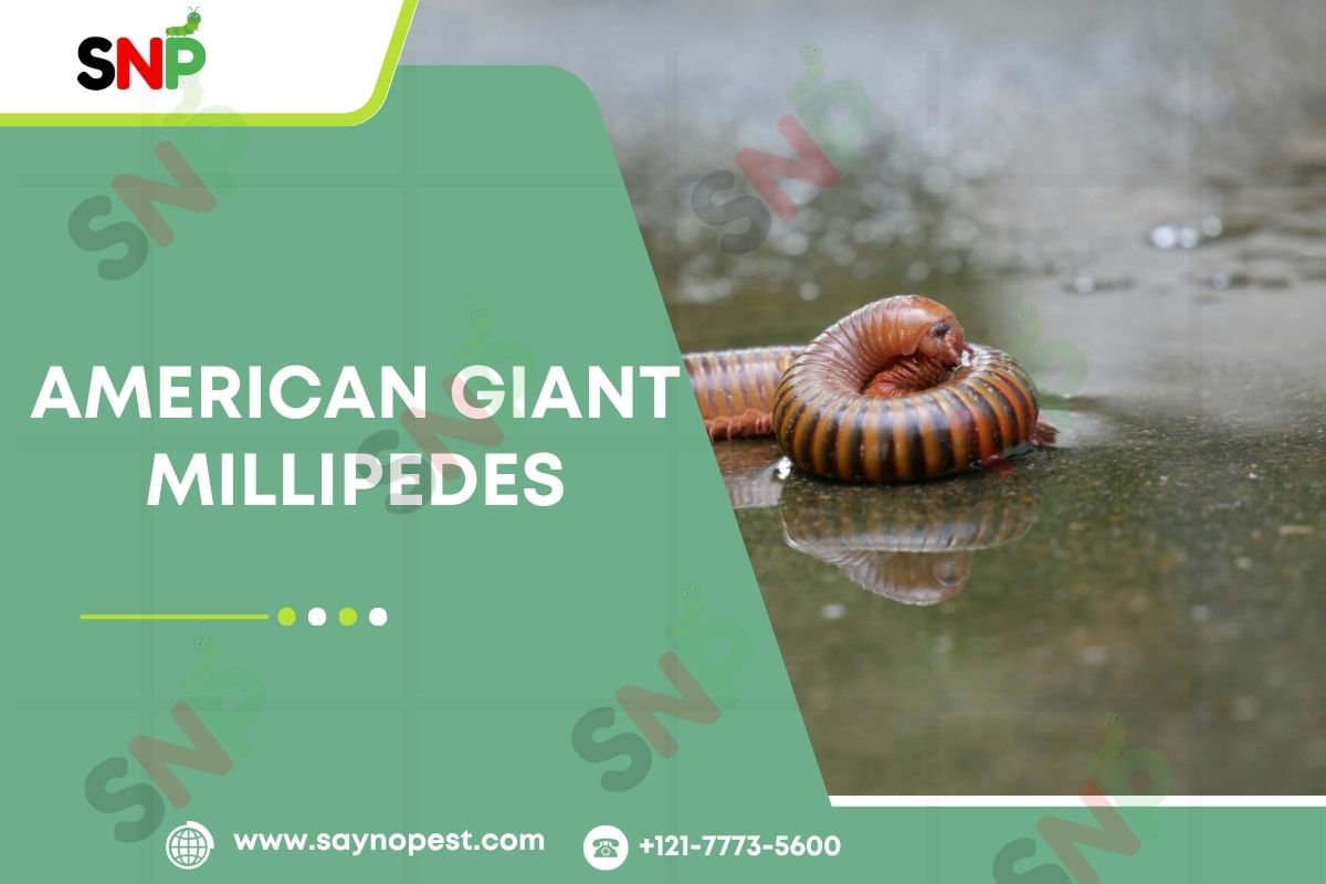 Places Where You Can Find American Giant Millipedes