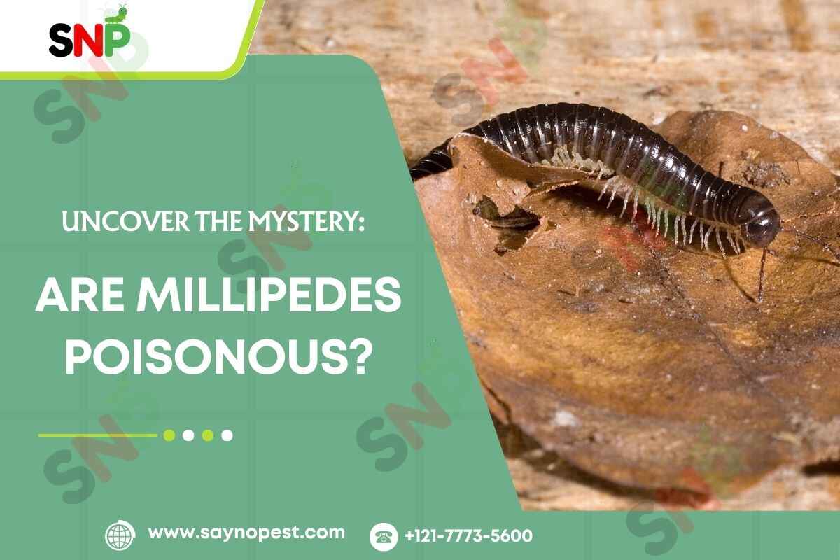 Are-Millipedes-Poisonous
